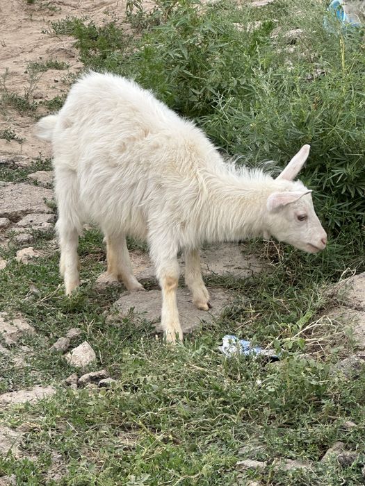 Лак и баласы(Коза и козленок)