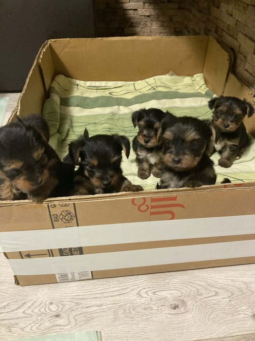 Мини Йоркширски териер