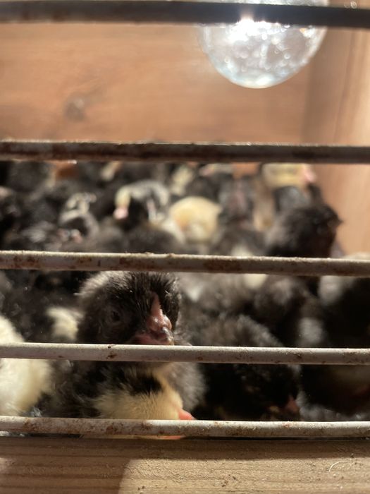 Балапандар сатылады