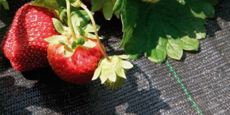 Геотекстиль эконом 100 г/м2