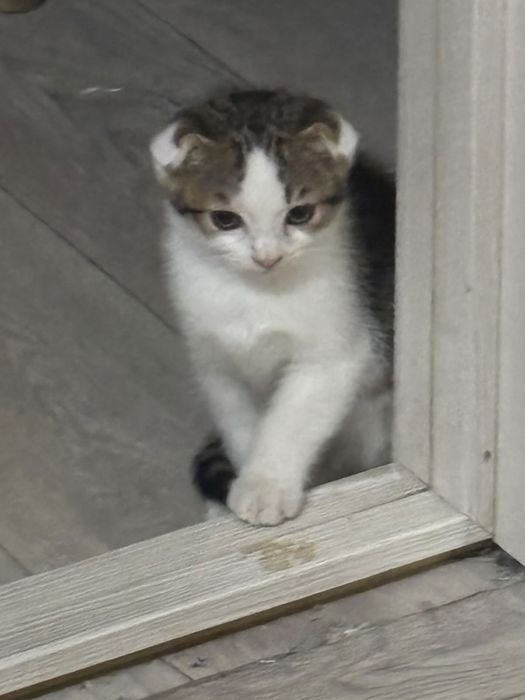 Отдам котёнка в добрые руки