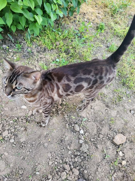 Продаю кошку бенгальской породы, срочно, по кличке пантера