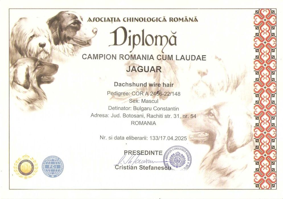 Pui Teckel Standard par Sarmos ( Dachshund Standard Rauhhaar )