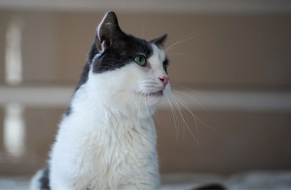 Adoptați un suflet blând!