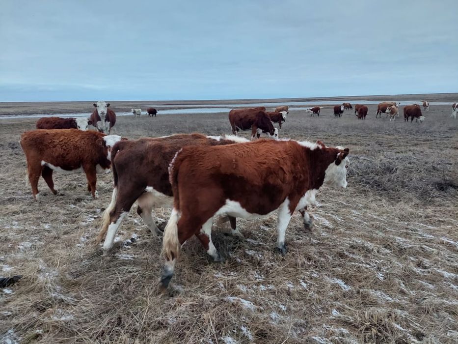 Телки двухгодовалые