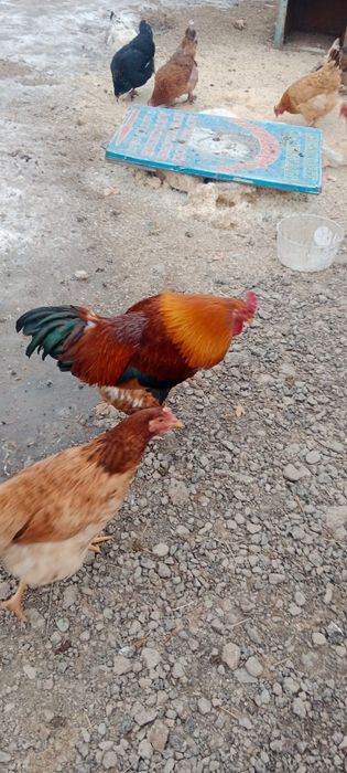 Қораздар сатылады