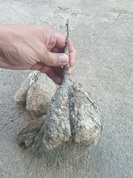 Куркылтайдын уясы. Емге