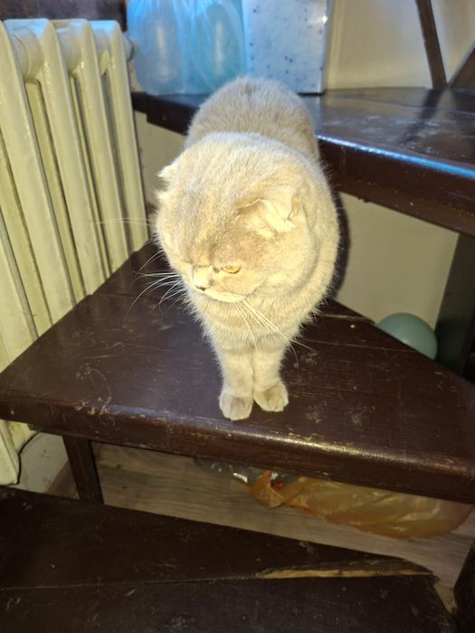 В дар Вислоухая британка