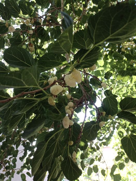 Балх тут шинниси.