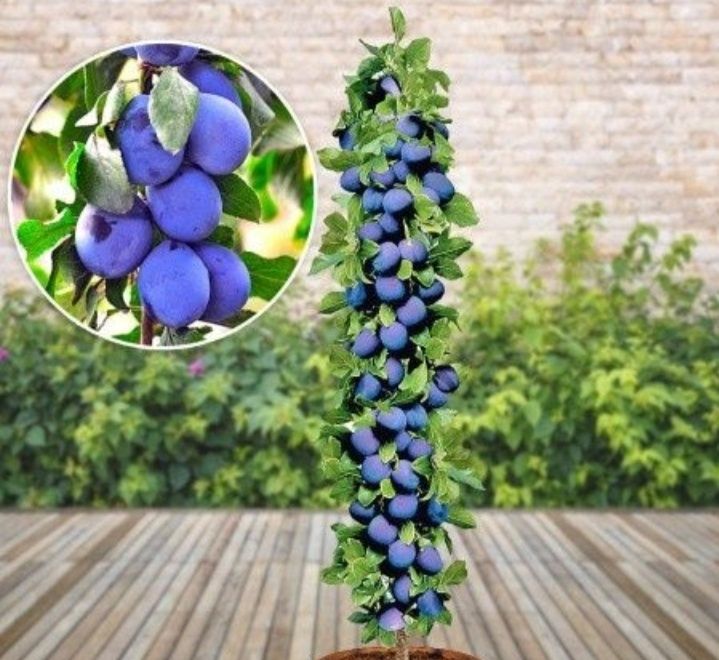 Pomi columnari anul2/3/4 diferite soiuri