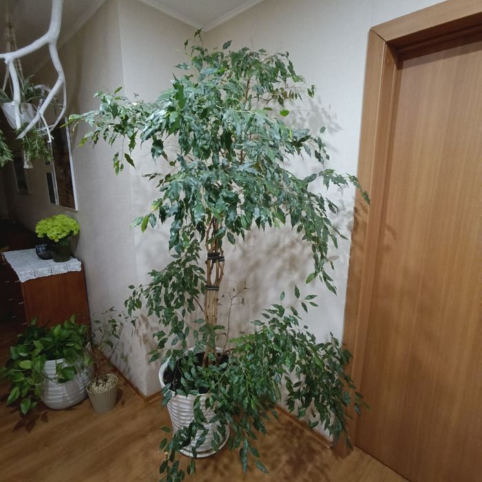 Фикус Бенджамина