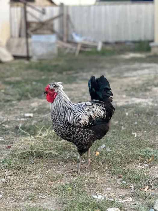 Русское порно: ұлы кончает ананың аузына және жопы