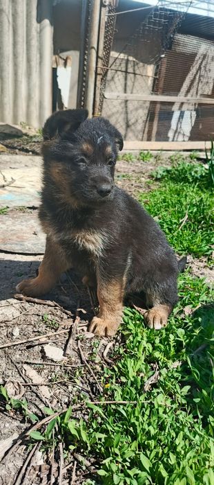 Щенок немецкой овчарки.