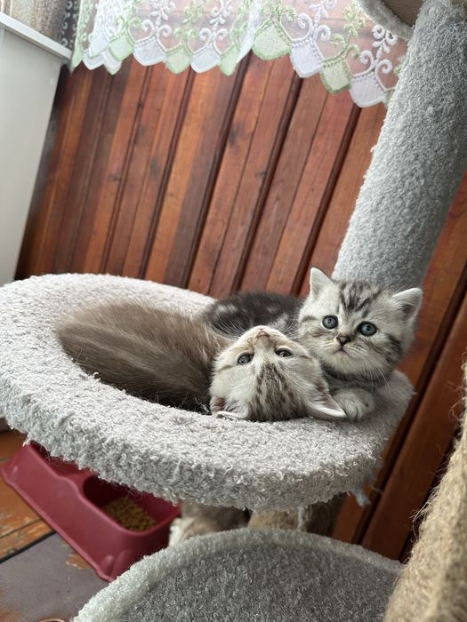 Котята Шотландцы