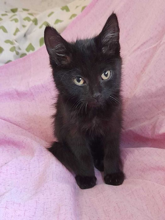 Котенок- девочка 1,5 месяца