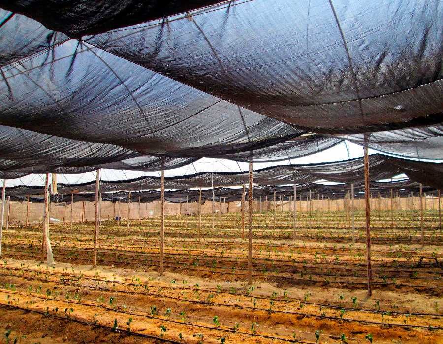 Садовая сетка пластиковая