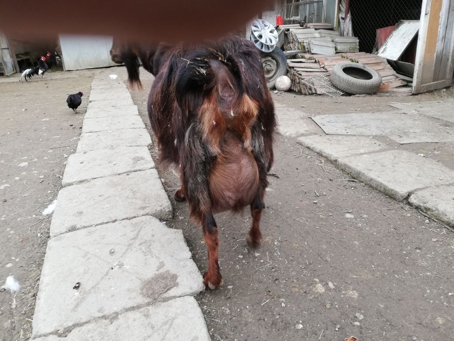 Vând țap Sannen de 1,6ani și o capra alpin franceză.