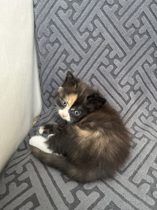 Котят девочки трхцветные