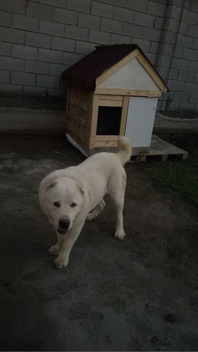 Продам алабай сучка 4 года