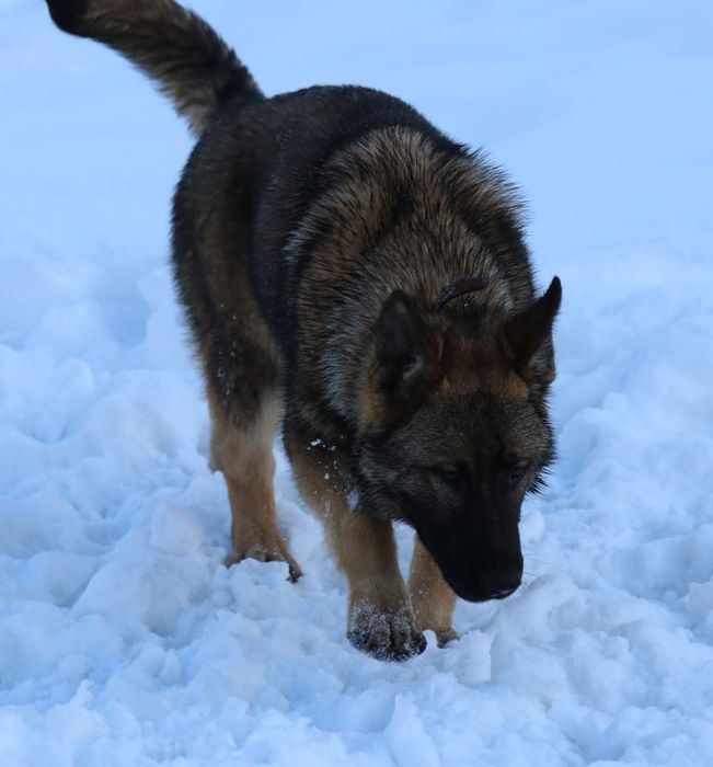 Немецкая овчарка, 6 мес мальчик и девочка
