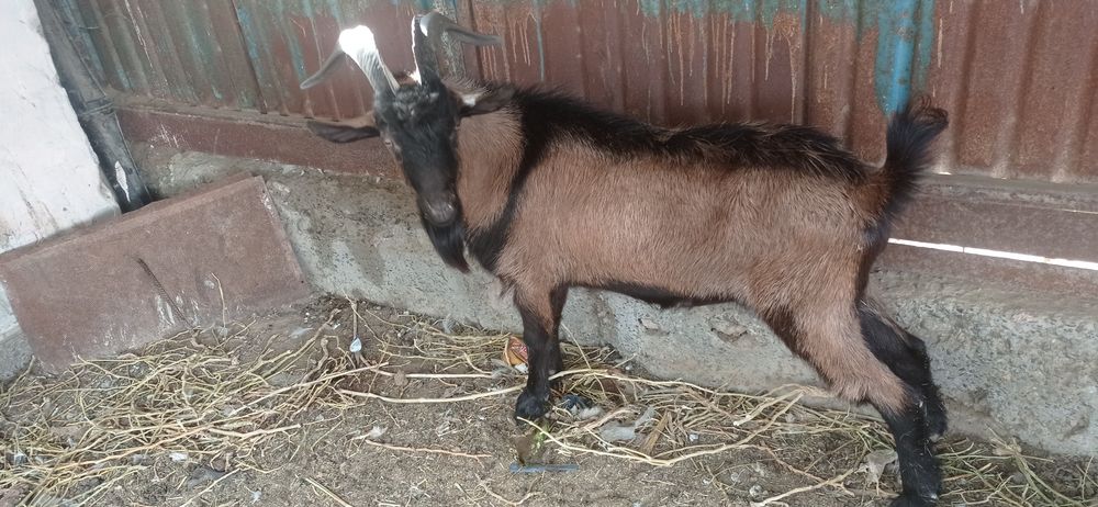 Альпи француз теке