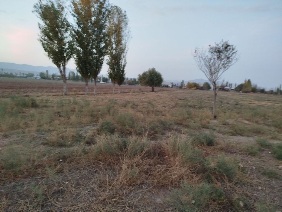 Toza yer joyi tomorqa