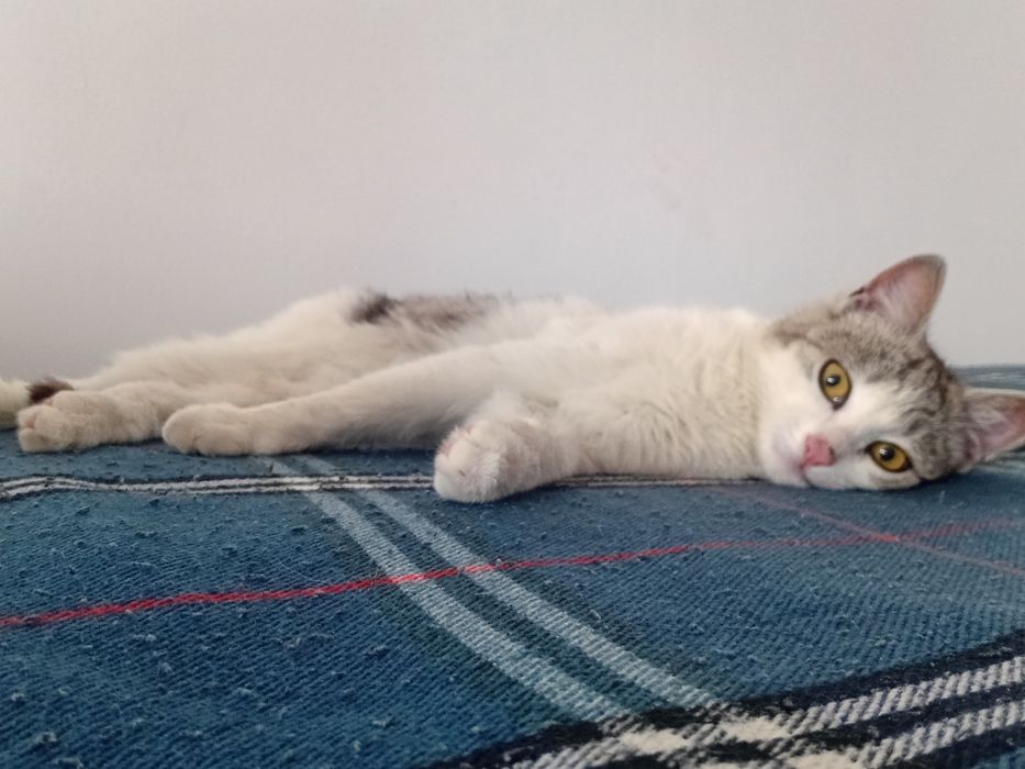 Кот в добрые руки