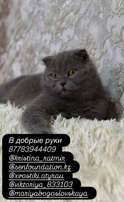 В добрые руки котик