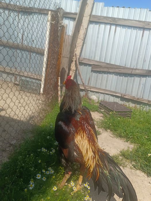 Дәкән кораз шамо