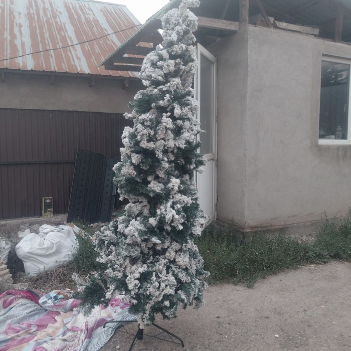 Шырша өте үлкен көлемде