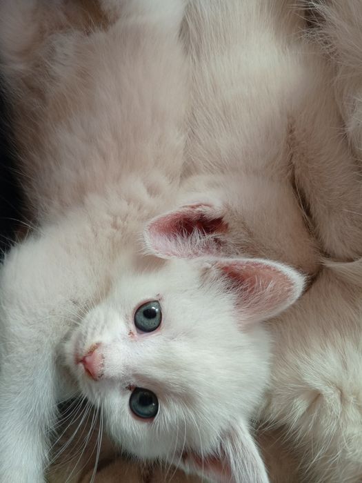 Продам котят шотландских страйт