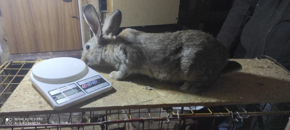 Крольчата-мясная порода