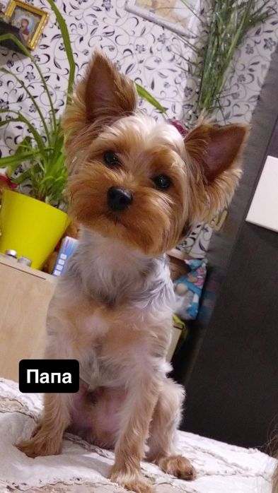Продам щенка йорка девочку