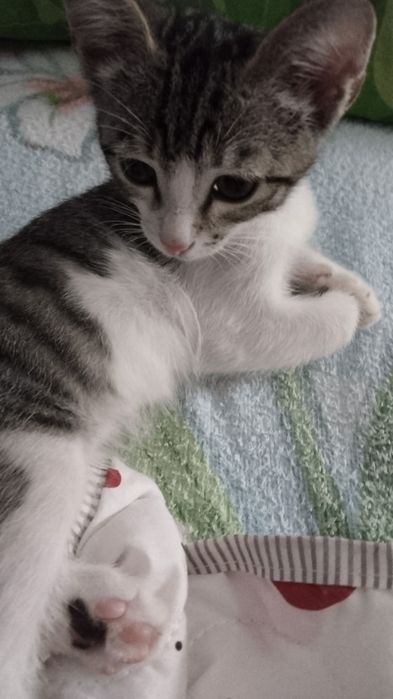 Котенок очень ласковый