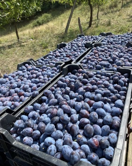 Vând prune bune de țuica