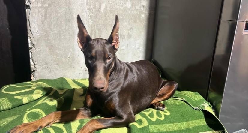 Щенки Доберман, полныц пакет документов