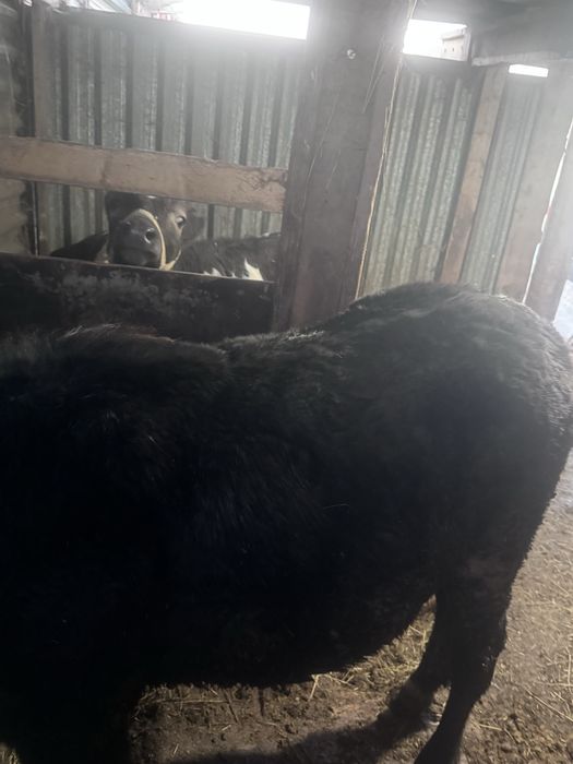 Семіз тай откорм