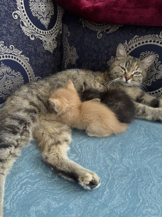 Отдам котят в  добрые руки !