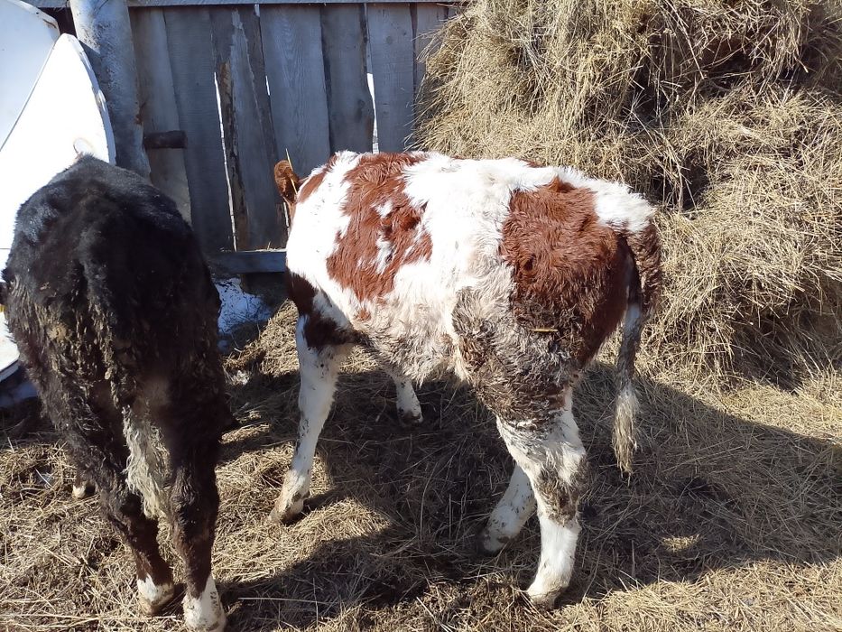 Продам телёнка ( девочка)