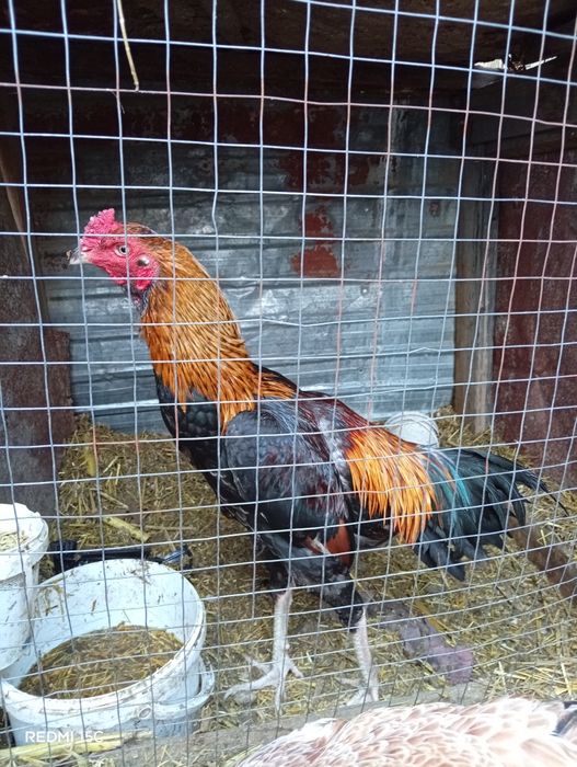 Продам Бойцовых Петухов