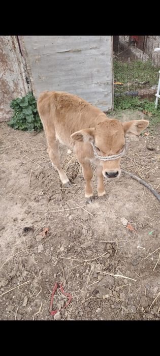 Сыйыр бызауымен сатылады