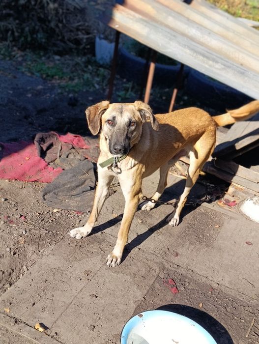 Срочно котик в добрые руки!