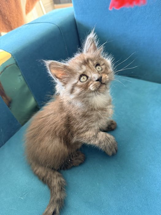 Продам котят от мейн куна