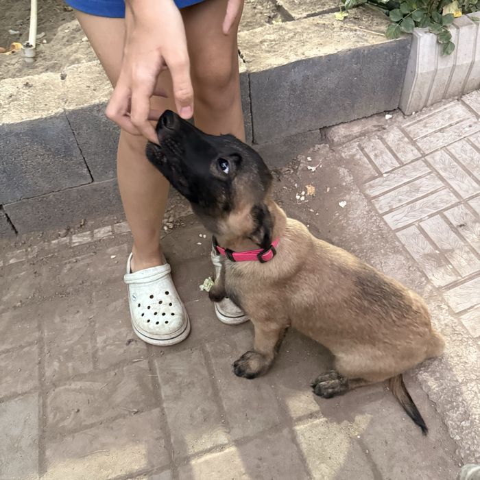 Щенки малинуа бельгийская овчарка