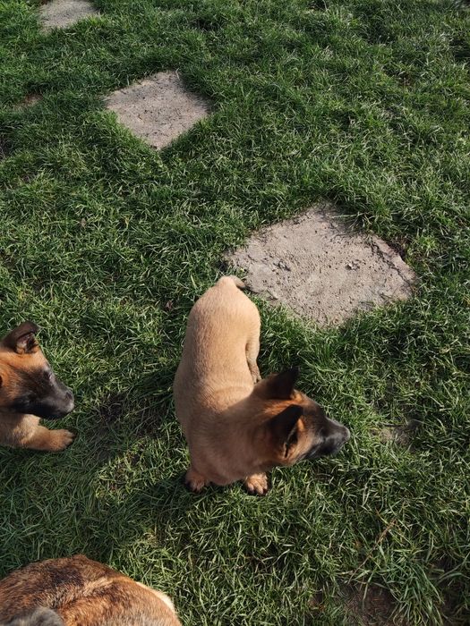 Белгийска овчарка