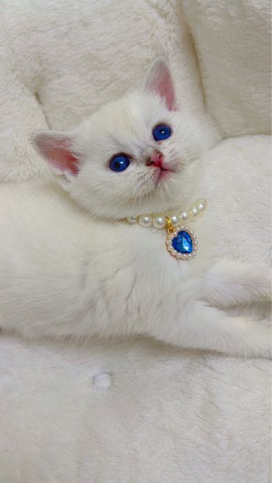 Золотая шиншилла ва поинт