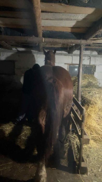 VVand mânz sau schimb