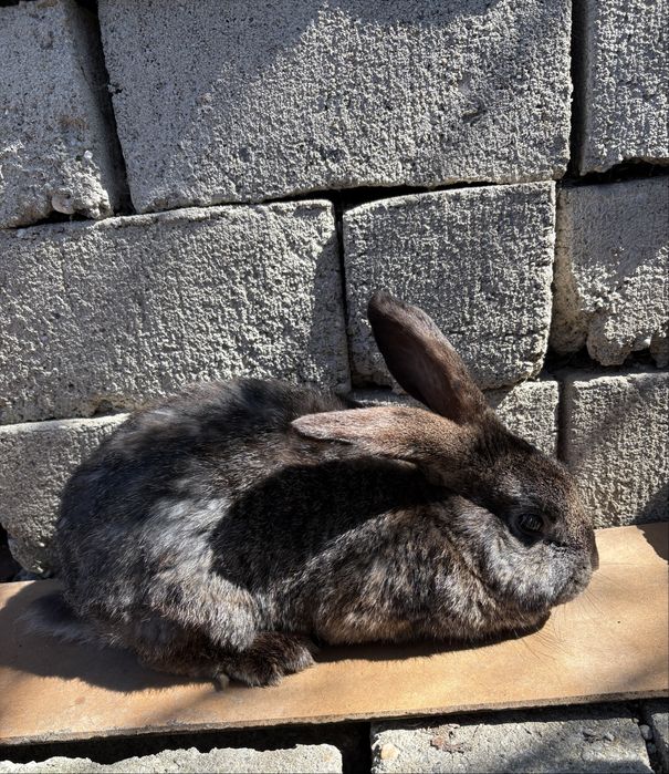 Vând iepuri masculi