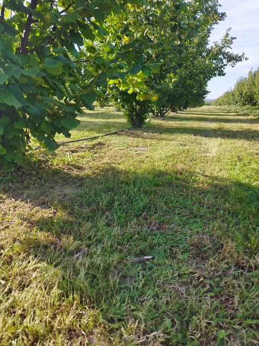Vând alune de pădure