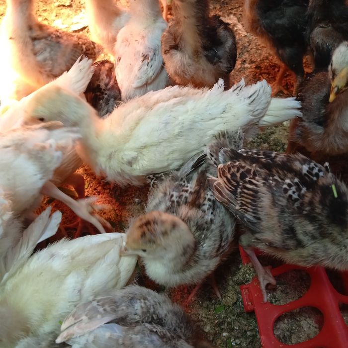 Индюшата подрощенные